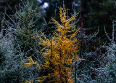 Golden Larch in Forest