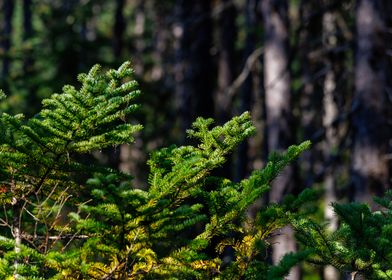 Evergreen Branches in Forest