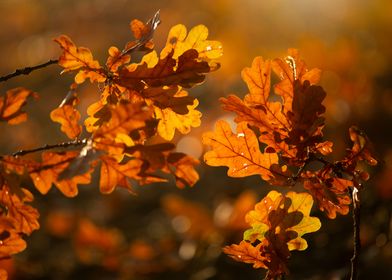 Autumn Oak Leaves