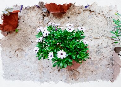 Potted White Flowers