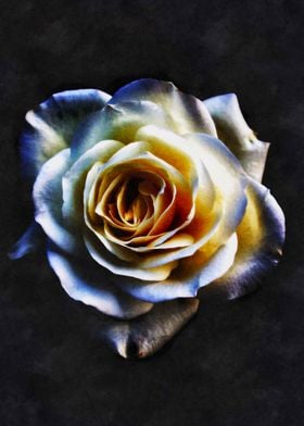 White Rose on Black Paintings