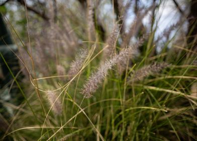 Feathery Grass Close-Up