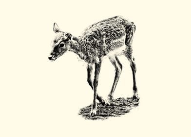 Fawn Sketch