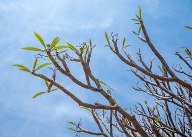 Tree Branches Against Blue Sky