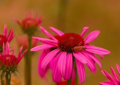 Bee on Pink Flower