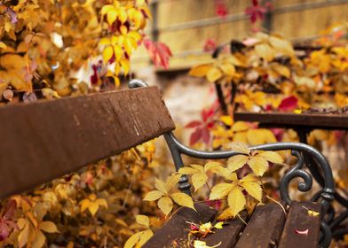 Autumn Bench