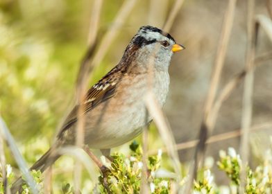 White-Crowned Sparrow in Grass