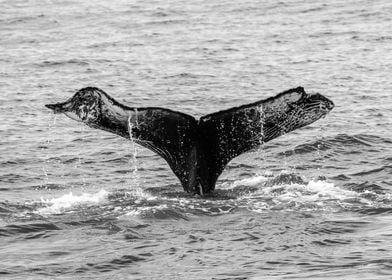 Humpback Whale Tail Splash