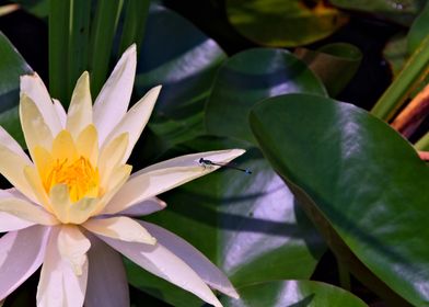 Water Lily and Dragonfly