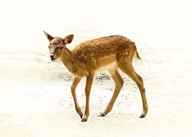 Fawn on White Background