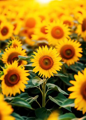 Sunflowers in Field