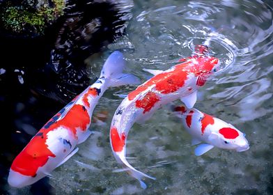 Koi Fish in Pond