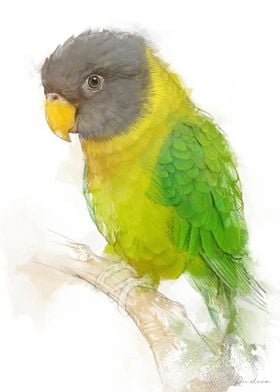 Grey Headed Parakeet