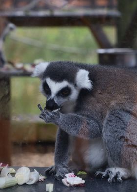 Lemur Eating