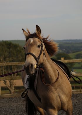 Horse Portrait