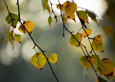 Autumn Leaves on Branch