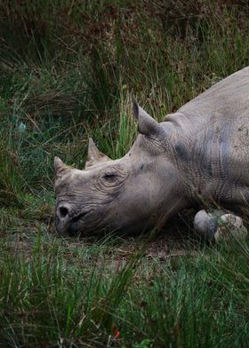 Sleeping Rhino