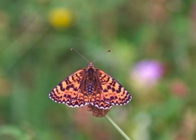 Butterfly on a Stem