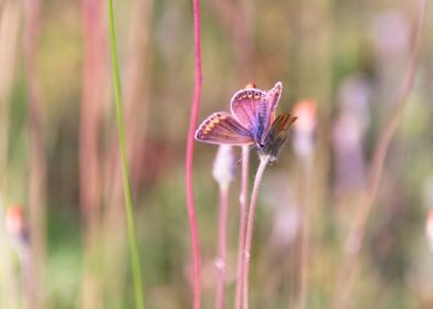 Butterfly on a Flower