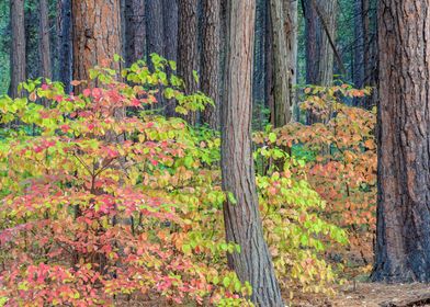 Autumn Forest