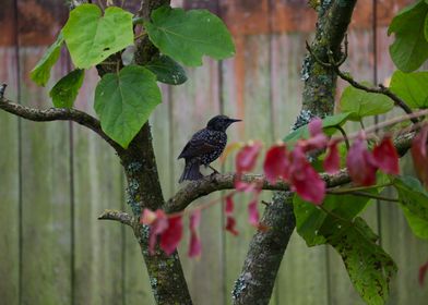 Blackbird on Branch