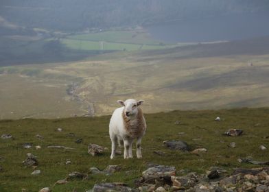 Sheep on a Mountain