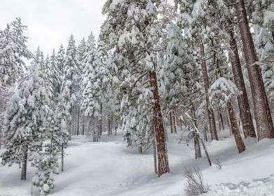 Snowy Forest Landscape