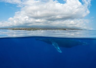 Humpback Whale Underwater