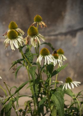 Echinacea flowers