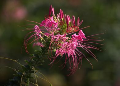 Blooming Spiny Pink Spider flower, Cleome sp.