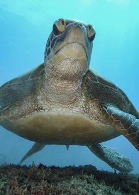 Sea Turtle Underwater