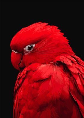 Red Parrot Close-Up