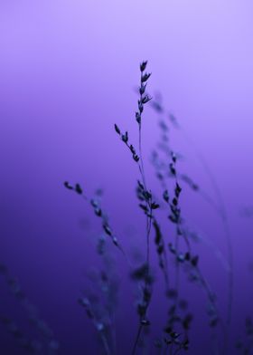 Purple Grass Silhouette