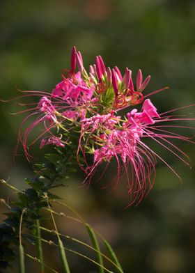 Blooming Spiny Pink Spider flower, Cleome sp.