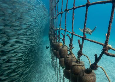 Sea Turtle and Fish School