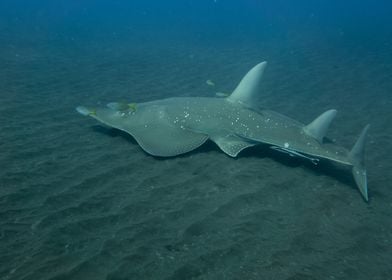 Giant Guitarfish on Sandy Seabed