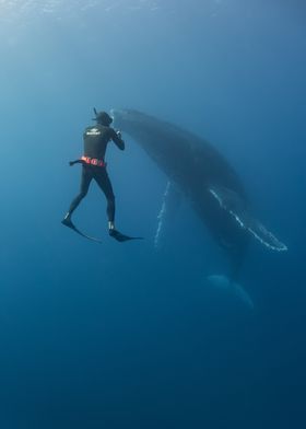 Diver and Humpback Whale