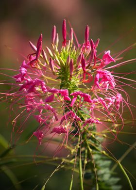 Blooming Spiny Pink Spider flower, Cleome sp., in a garden in late summer