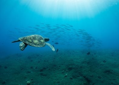 Sea Turtle Underwater