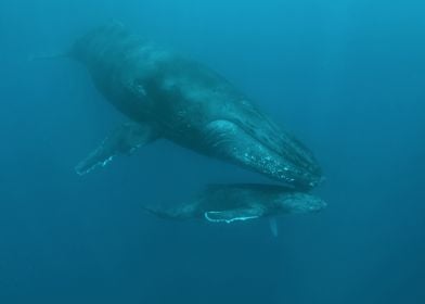 Humpback Whale and Calf