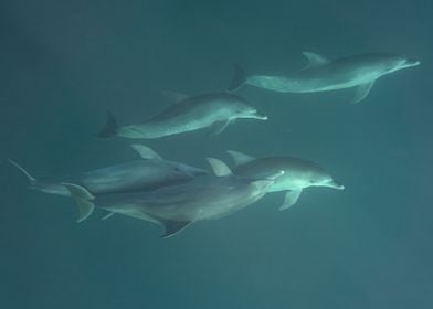 Dolphin Pod Underwater