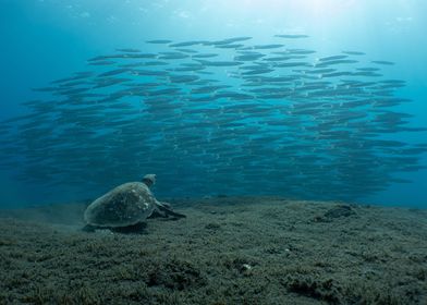 Sea Turtle and Fish School