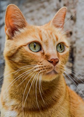 Orange  Cat Portrait