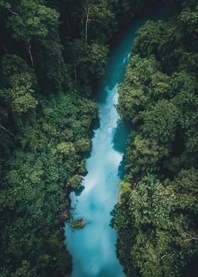 Aerial View of River in Forest