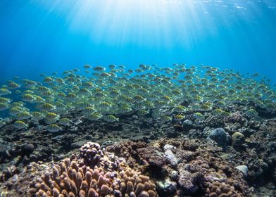 School of Fish Underwater