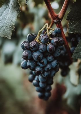 Ripe Grapes on Vine