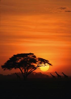 African Sunset Silhouette