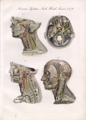 Nervous System Neck Head Nerves