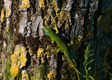 Green Lizard on Tree Bark