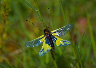 Yellow &amp; Blue Lacewing